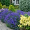 Lavendel Hidcote Lavandula Angustifolia Hidcote Referenz