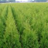 Lebensbaum Thuja Brabant Feld mit 160-180cm großen Pflanzen