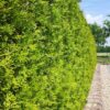 Lebensbaum Thuja Occidentalis Brabant Hecke
