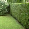 Lebensbaum Thuja Plicata Atrovirens Hecke, Heckenpflanze zur Garten Abtrennung