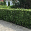Lebensbaum Thuja Plicata Atrovirens Martin Hecke Vorgarten