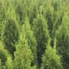 Lebensbaum Thuja Smaragd Pflanzen in der Baumschule