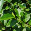Liguster Ligustrum Detailaufnahme der Blätter.jpg