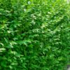 Ligustrum Ovalifolium Hecke