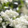 Ligustrum Vulgare atrovirens Blüte nah