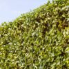 Ligustrum Vulgare Atrovirens Hecke Nah
