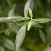Ligustrum Vulgare Atrovirens Macro