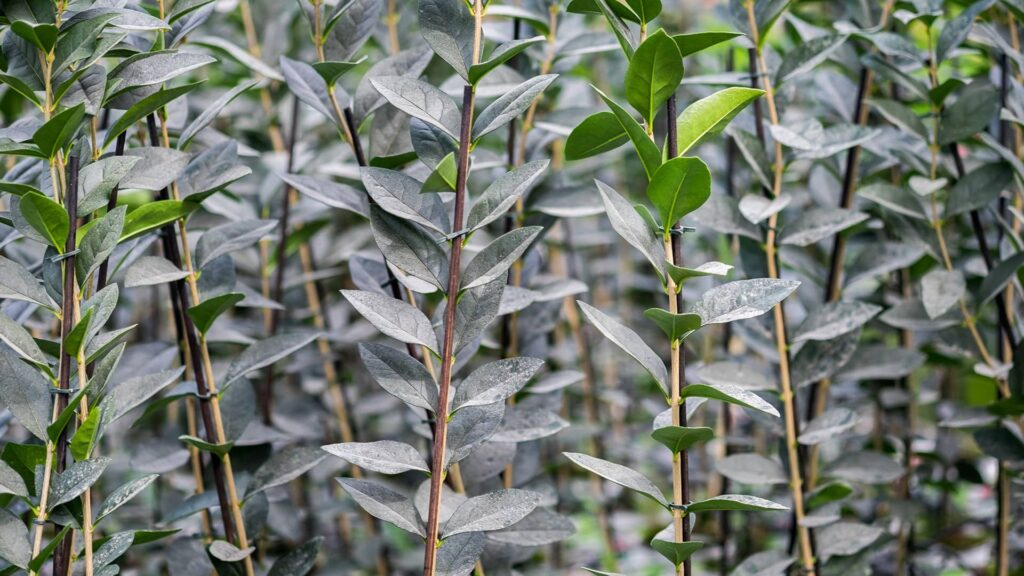 Ovalblättriger Liguster Ligustrum Ovalifolium Detailaufnahme