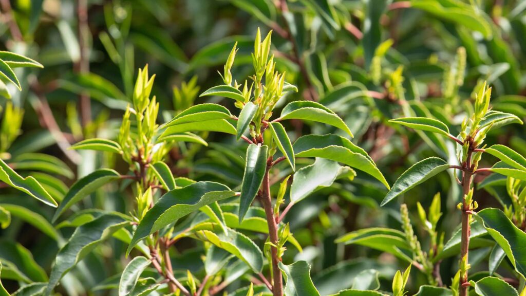 Portugiesischer Kirschlorbeer Prunus Angustifolia Lusitanica Detailaufnahme der Blätter