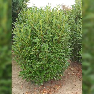 Prunus Otto luyken in der Baumschule