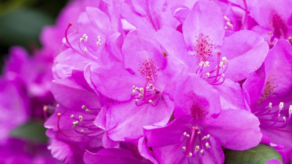 Rhododendron Catawbiense Boursault Detailaufnahme