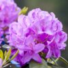 Rhododendron Catawbiense Grandiflorum Detailaufnahme
