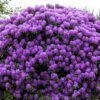 Rhododendron Catawbiense Grandiflorum