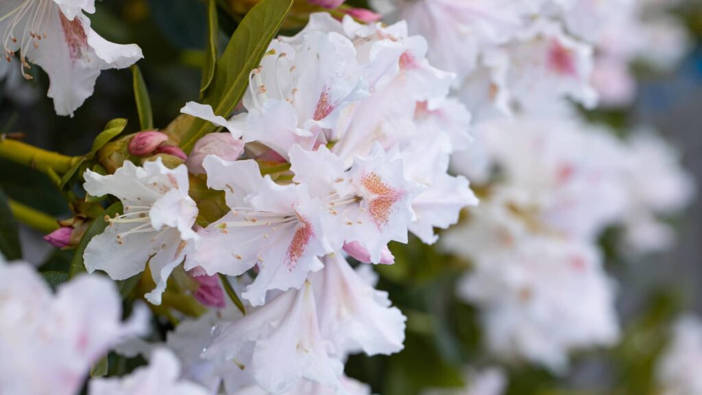 Rhododendron Cunningsham White Detailaufnahme