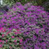Rhododendron Ponticum Roseum