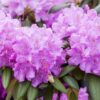 Rhododendron Roseum Elegans Detailaufnahme