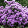 Rhododendron Roseum Elegans