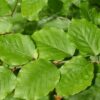 Rotbuche Fagus Sylvatica Detailaufnahme der Blätter