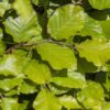 Rotbuche Fagus Sylvatica Detailaufnahme der Blätter