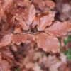 Rotbuche Fagus Sylvatica Detailaufnahme Herbstfärbung der Blätter