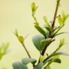 Stechpalme Ilex Caroline Upright Detailaufnahme