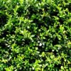 Stechpalme Ilex Caroline Upright als Hecke Nahaufnahme