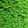 Taxus Baccata Detail hecke