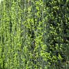 Taxus Baccata Hecke Anwendung