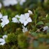 Weissbluehendes Immergruen Vinca Minor Alba Detailaufnahme
