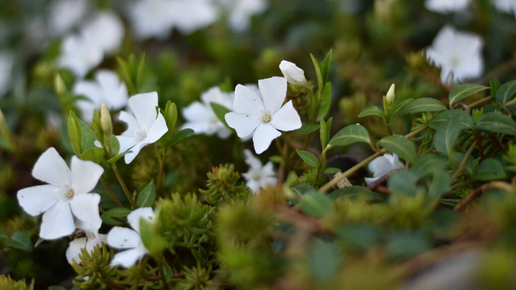 Weissbluehendes Immergruen Vinca Minor Alba Detailaufnahme