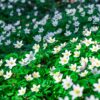 Weissbluehendes Immergruen Vinca Minor Alba Referenz