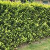 Zypresse Cypressus Gelbe Säulenzypresse Chamaecyparis Lawsoniana Ivonne als Sichtschutz aufs Haus