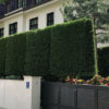 Zypressen Cypressus Grüne Bastardzypresse Cupr. leylandii Sichtschutzhecke vor dem Haus