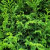 Grüne Bastardzypresse Leylandii Detailaufnahme einer Hecke
