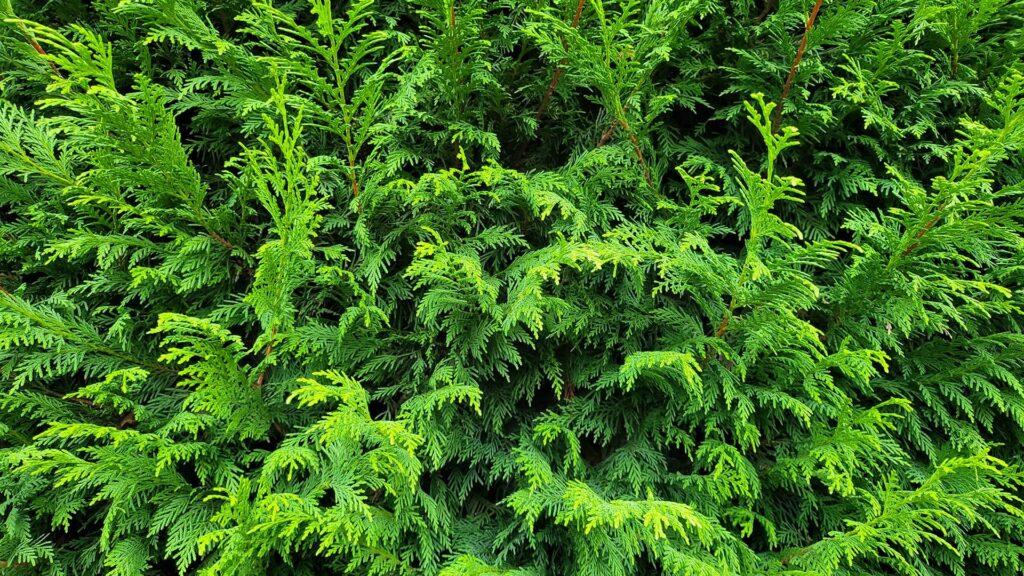 Grüne Bastardzypresse Leylandii Detailaufnahme einer Hecke