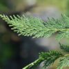 Grüne Bastardzypresse Leylandii Detailaufnahme