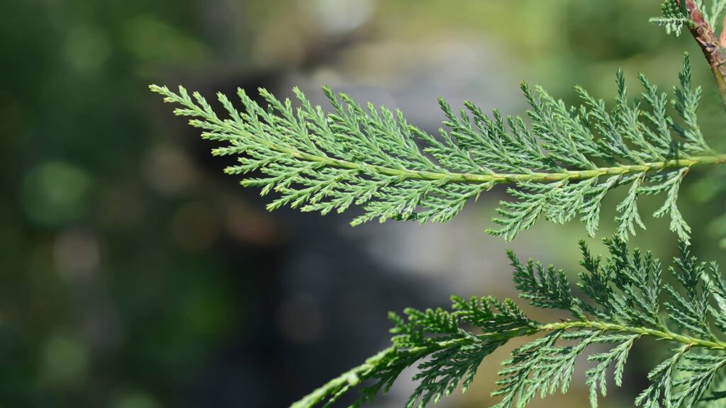 Grüne Bastardzypresse Leylandii Detailaufnahme